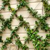 18271 Grip & Grow Trellis Kit