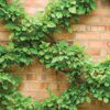 18271 Grip & Grow Trellis Kit