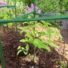 18298 18302 Tomato Cage