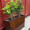 18489 Cafe rectangular planter lifestyle credit: @herkitchengarden