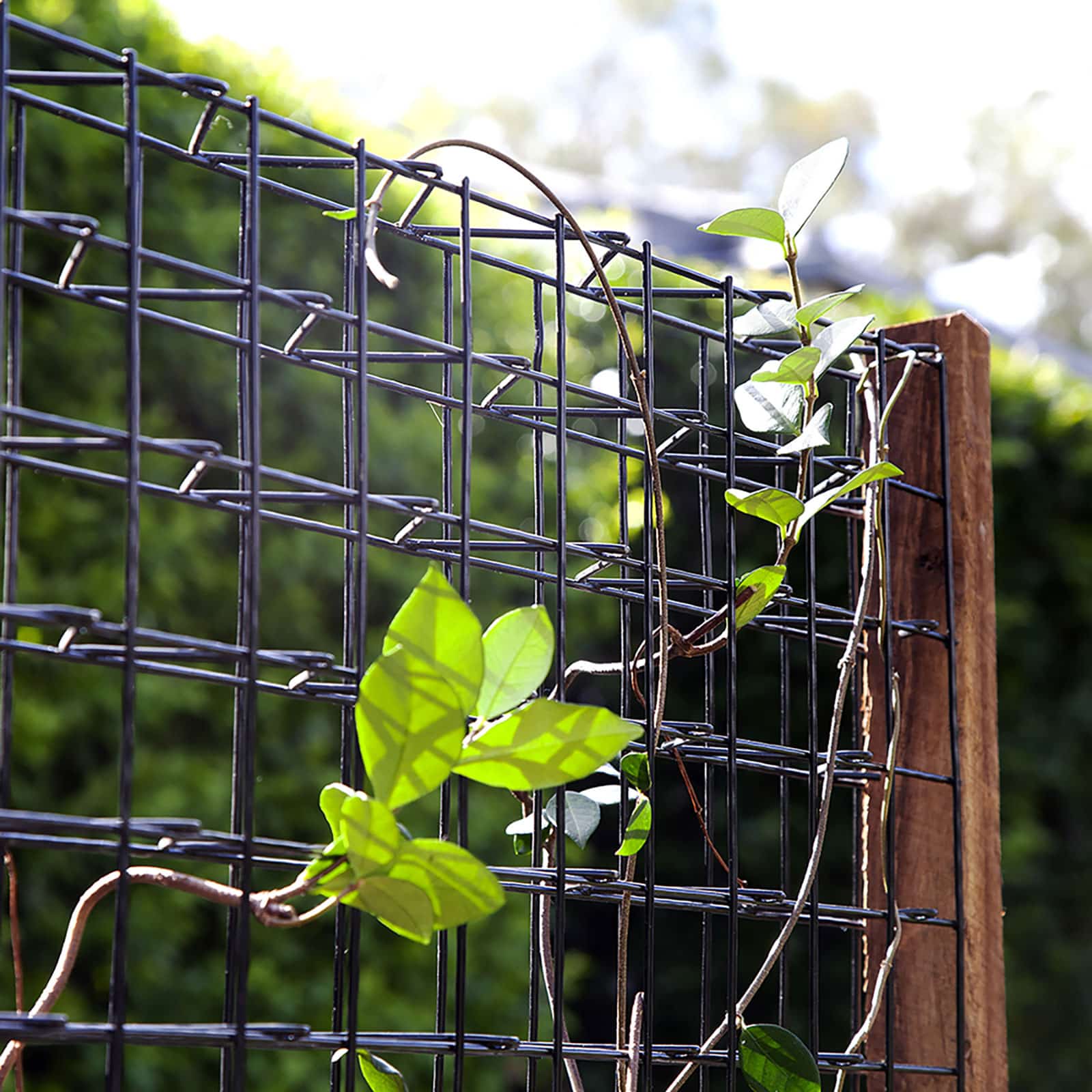 Jack Grip & Grow Vegie Trainers & Plant Trellis Jack Outdoors