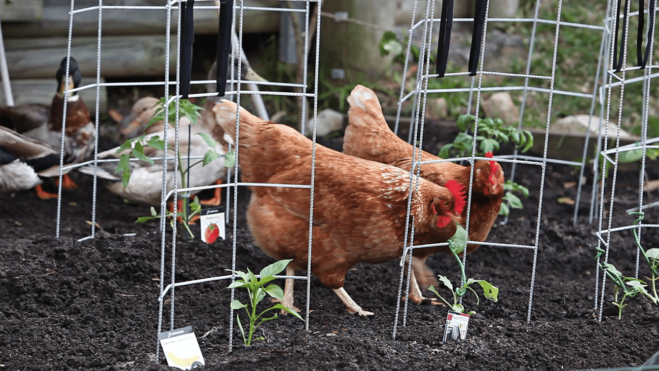 Build a mesh fence to protect crops from animals