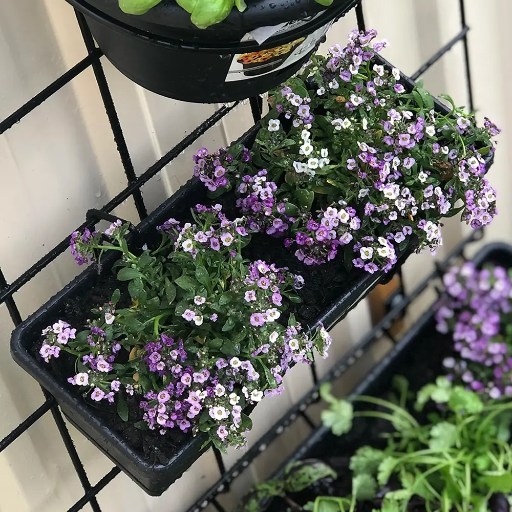 jack vertical garden products garden-up herb pot charcoal her kitchen garden