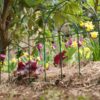 Jack 14360 - Looped border edging