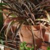 Jack 18197 - Garden Up wall plant stand