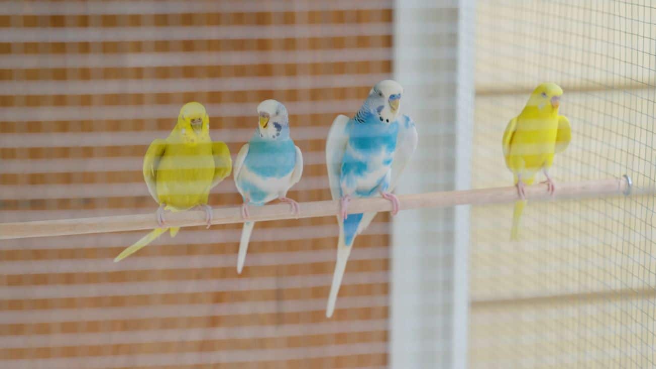 Jack aviary cage happy birds