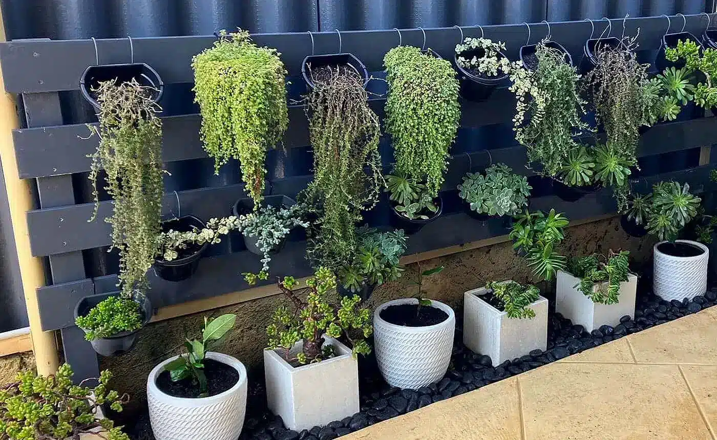 jack garden landscaping plant containers pots
