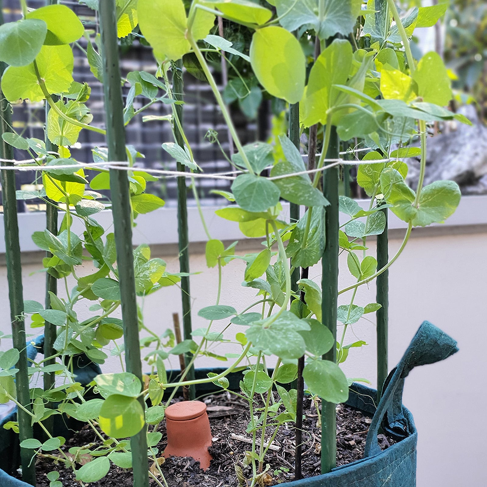 Green garden stakes supporting plants in a raised bed setup, featured by Up On The Roof Top in a home garden scene.