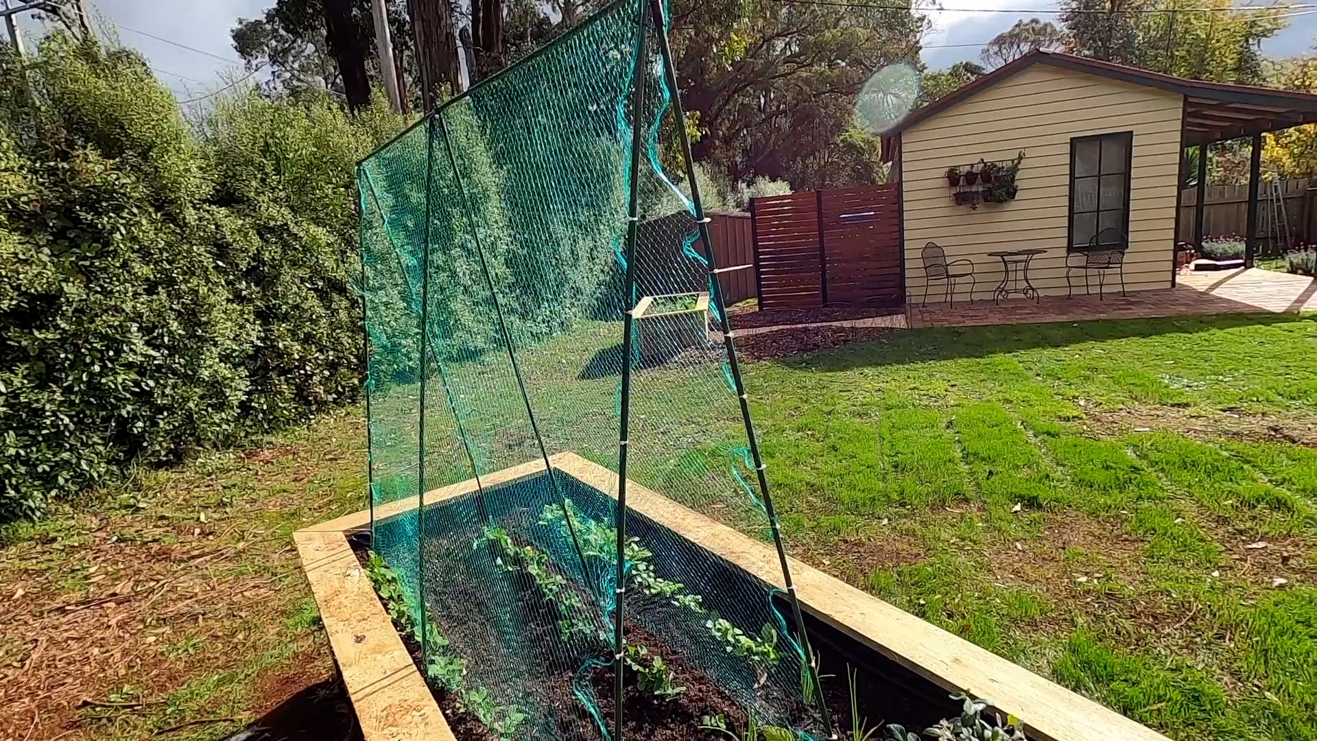 Raised backyard veggie garden with mesh cover beside patio and shed in a modern Australian home.