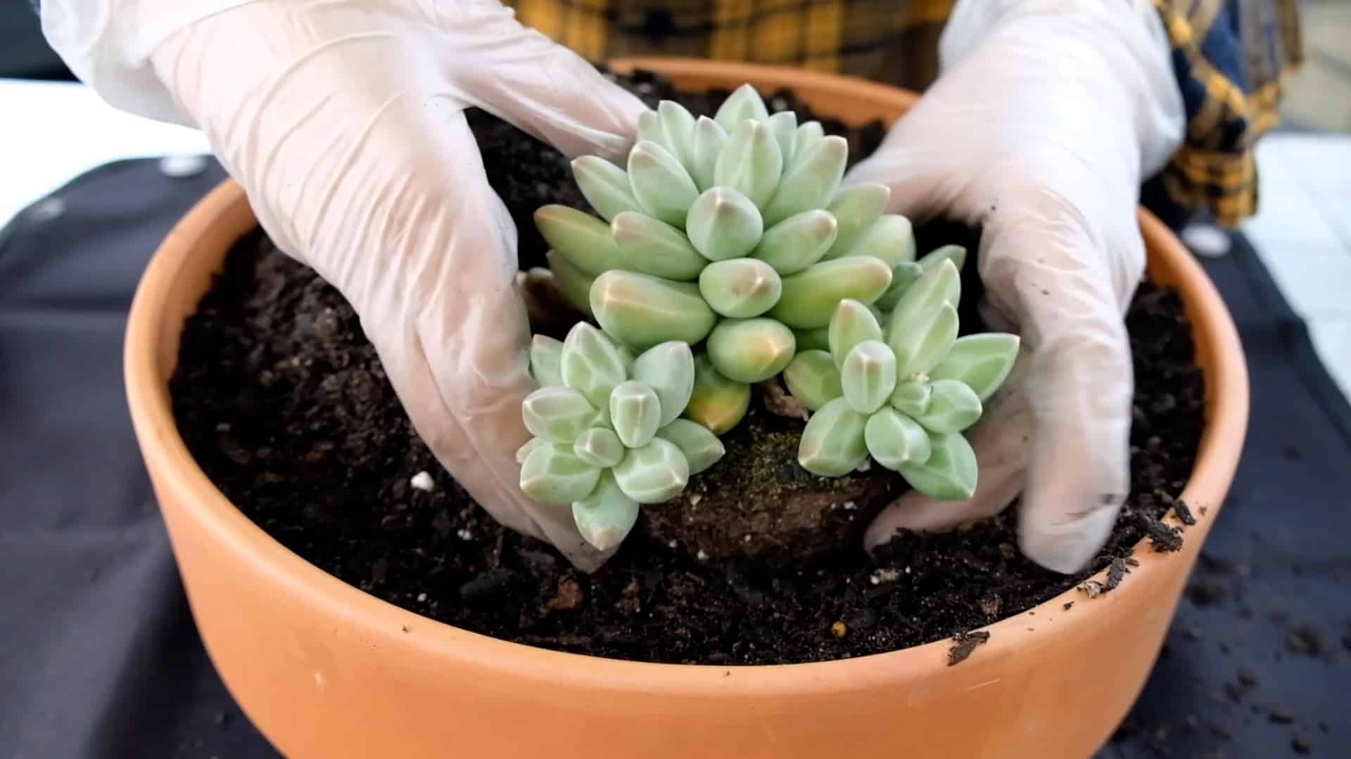 Person planting various succulents into a raised garden bed filled with fresh soil for a drought-tolerant setup.