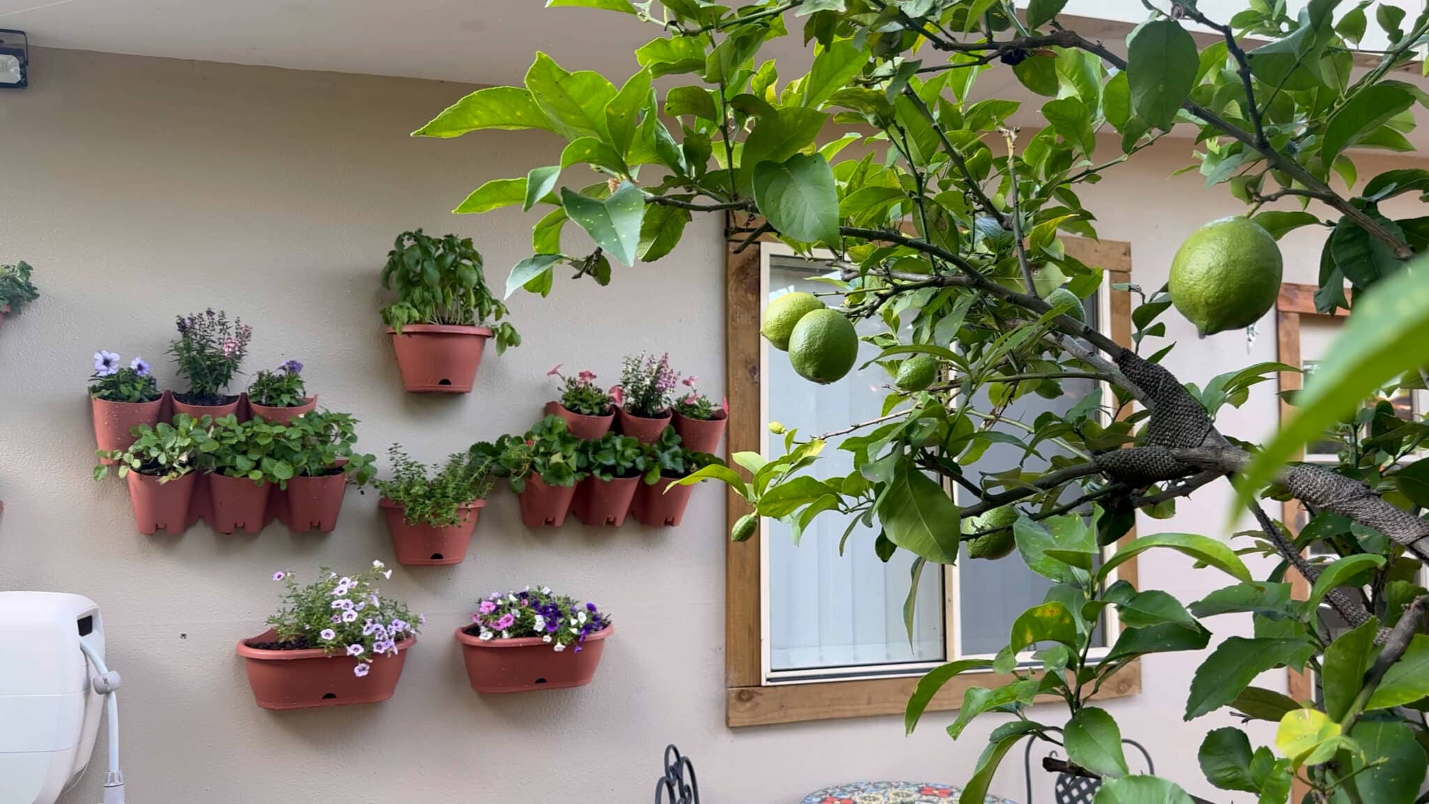 A picturesque wall-mounted garden featuring terracotta planters brimming with green herbs and flowers.