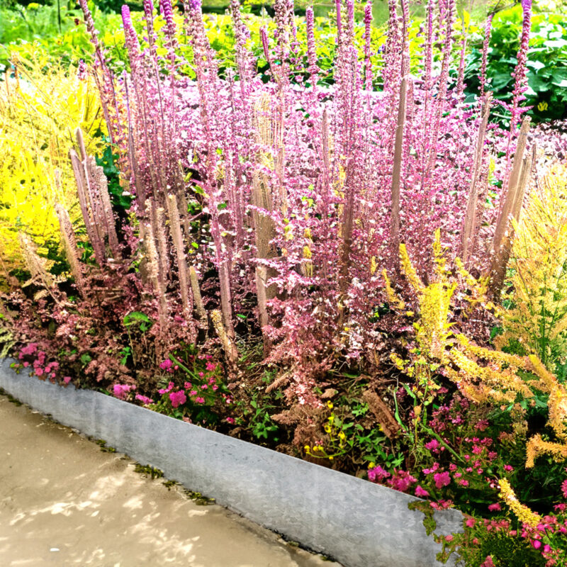 Galvanised Edging Strip in garden 18646-1