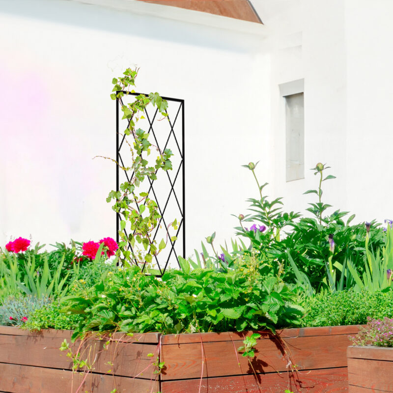 Jack's Plant trainer in a Raised Garden bed.