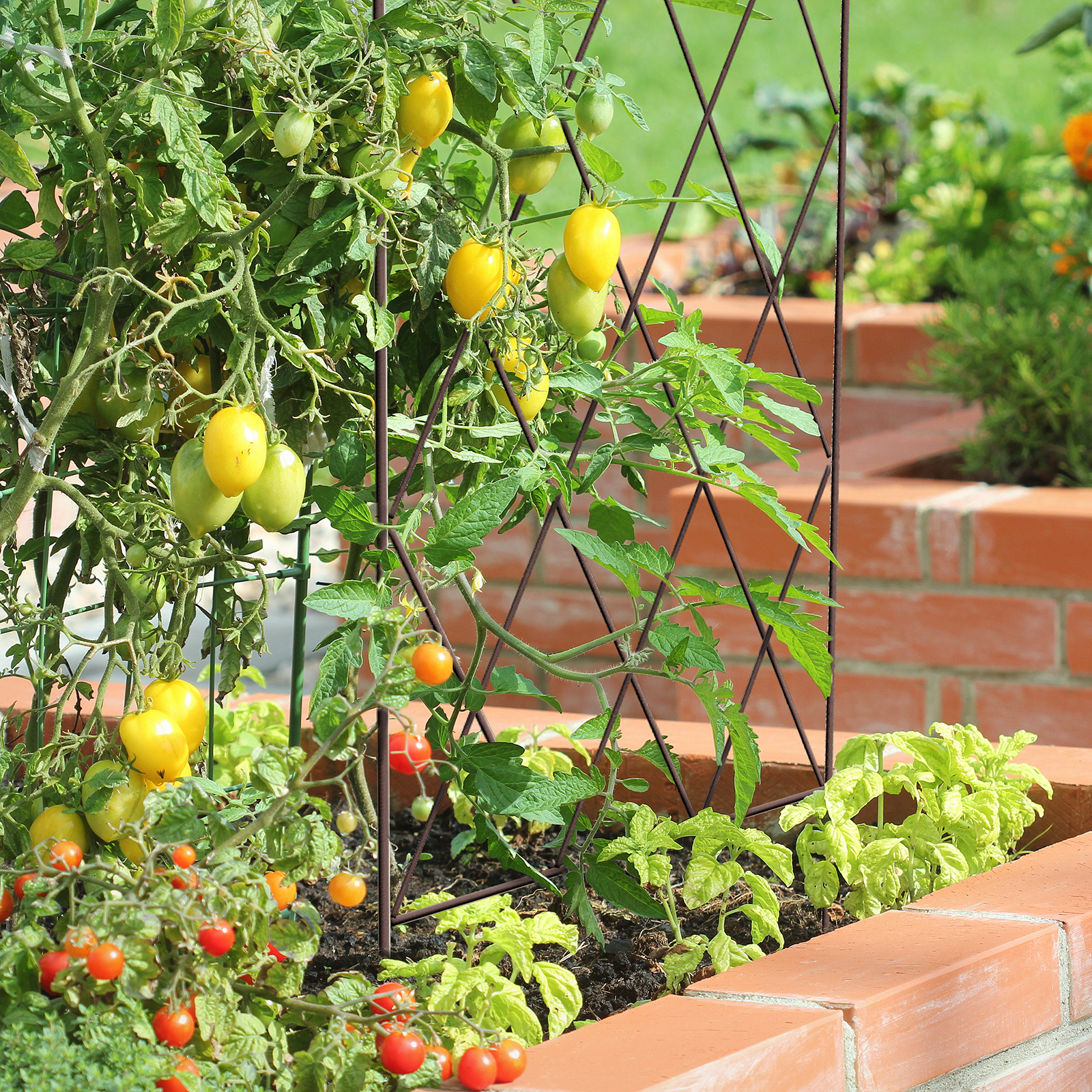 18843 Diamond Plant Trainer