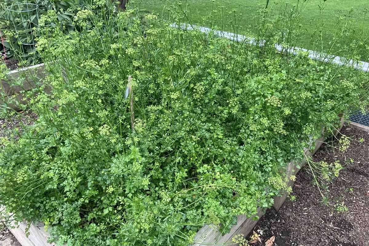 Companion planting