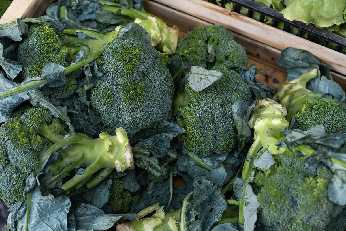 Companion planting