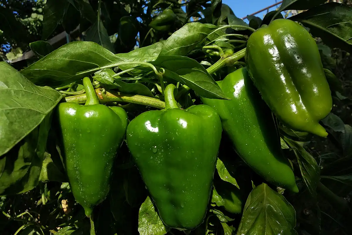 Fresh capsicums growing in an Australian backyard.