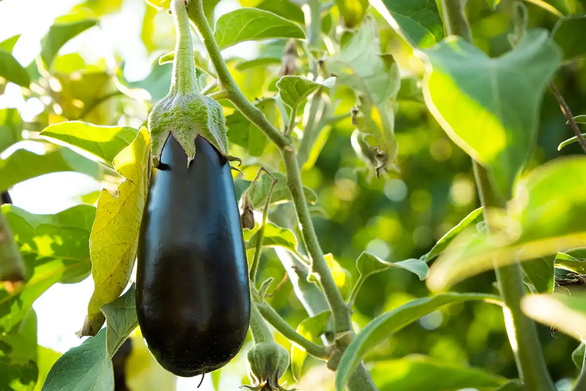 Companion planting