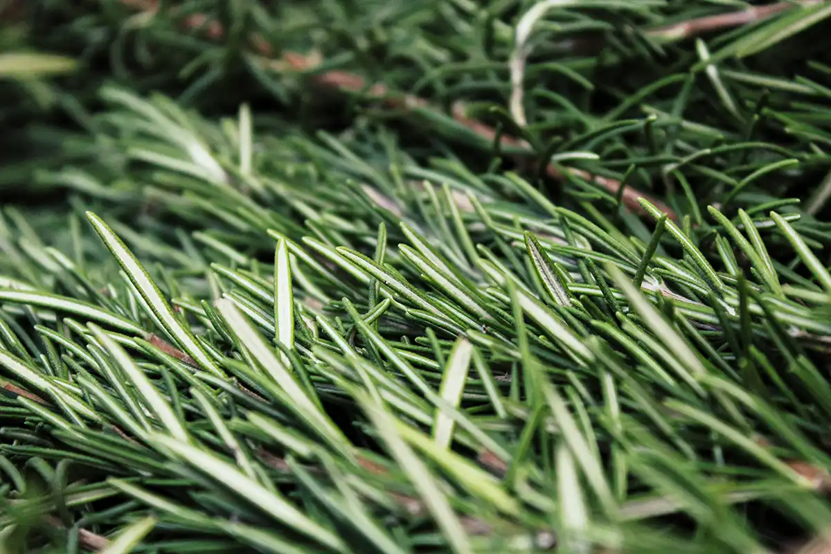 Companion planting