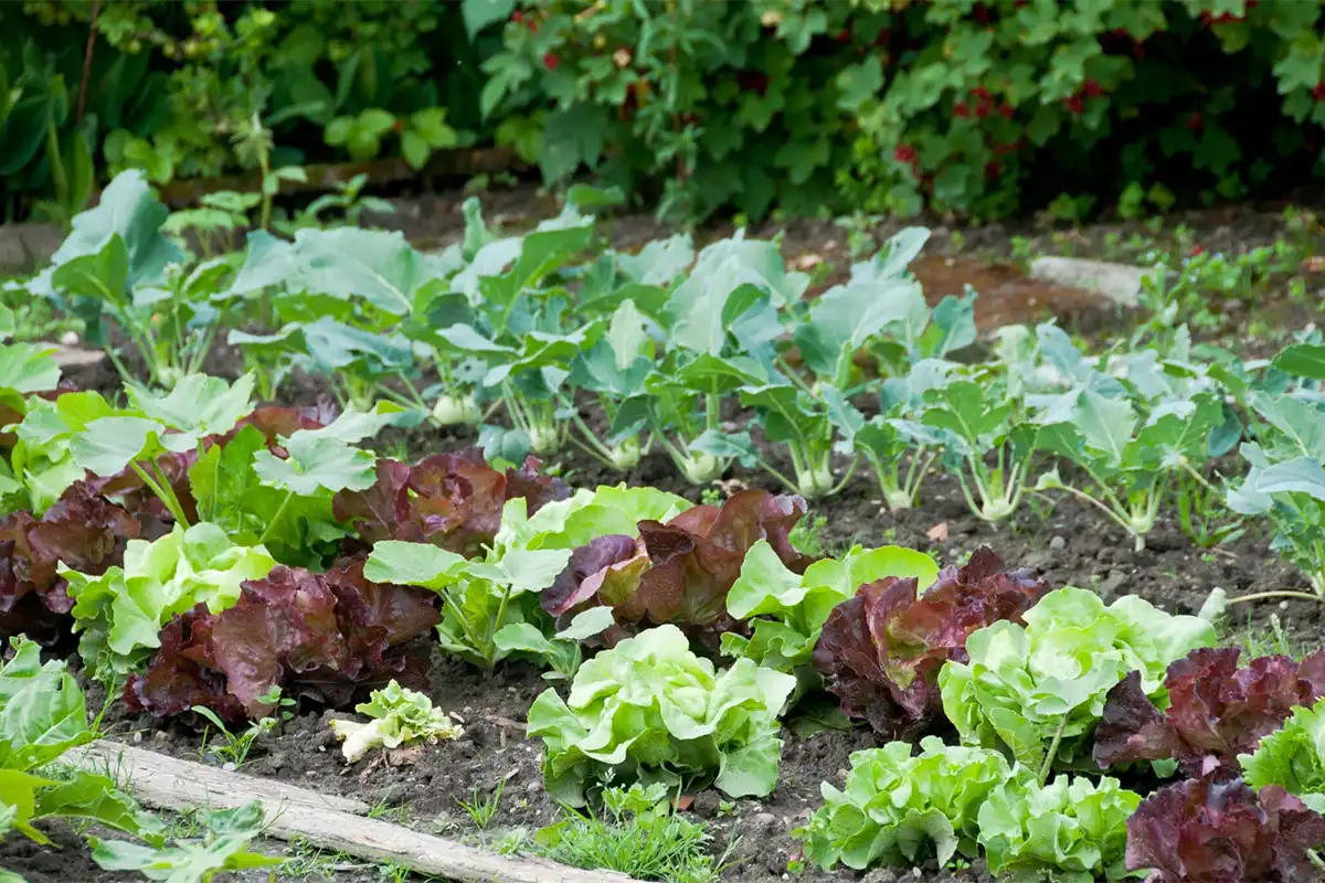 Companion planting