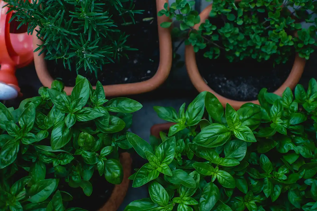 Companion planting