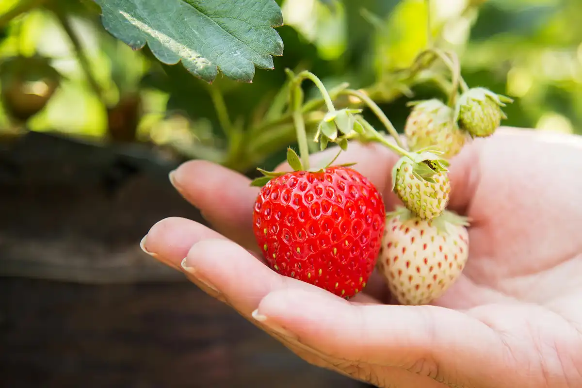 Companion planting