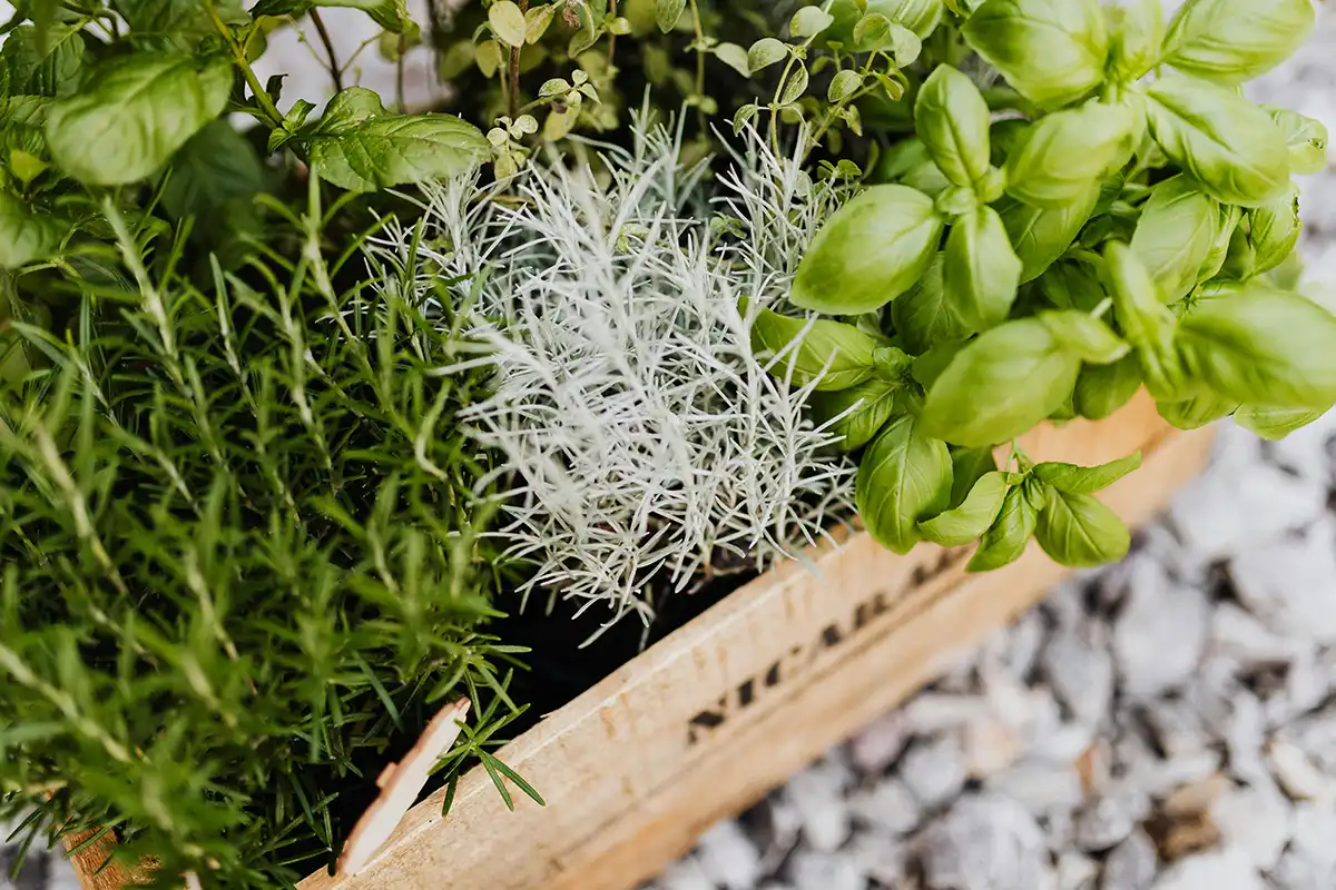 Companion planting