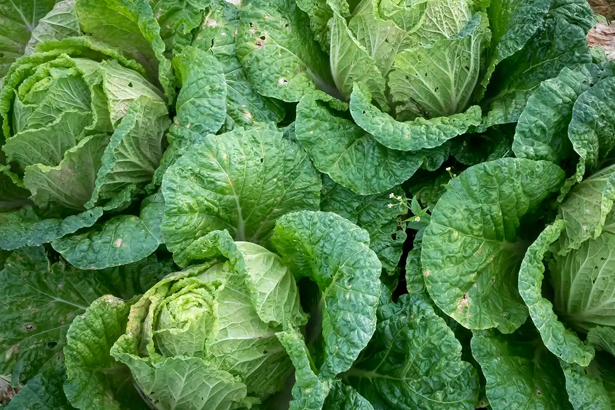Companion planting
