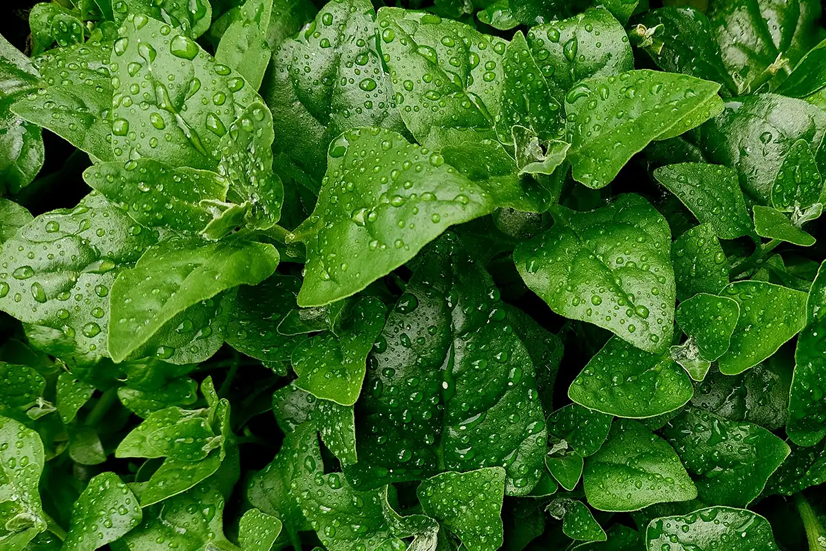Companion planting