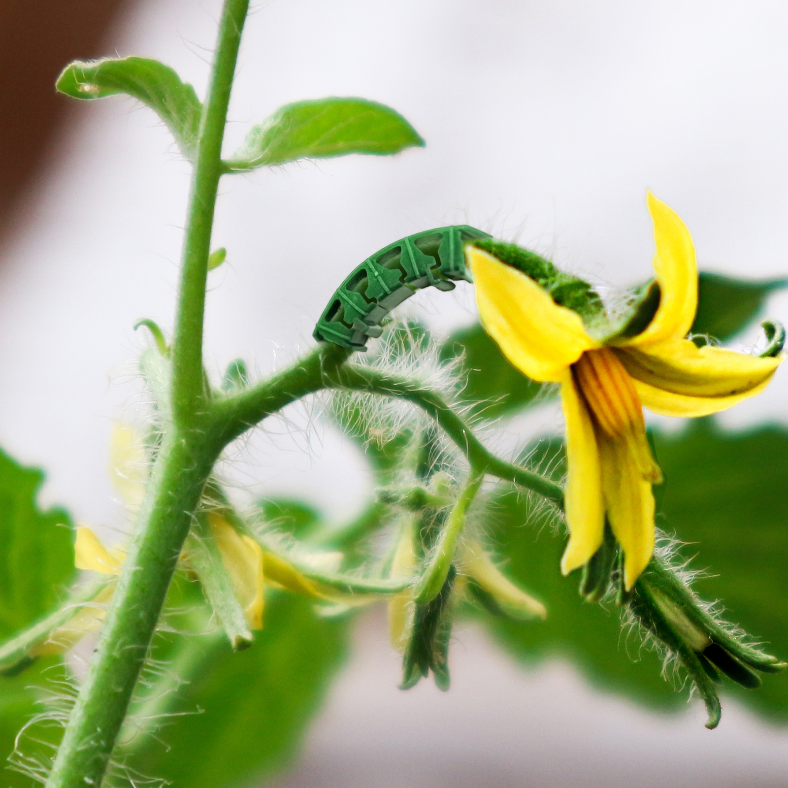 Close-up of a Vibrant Yellow Tomato Blossom