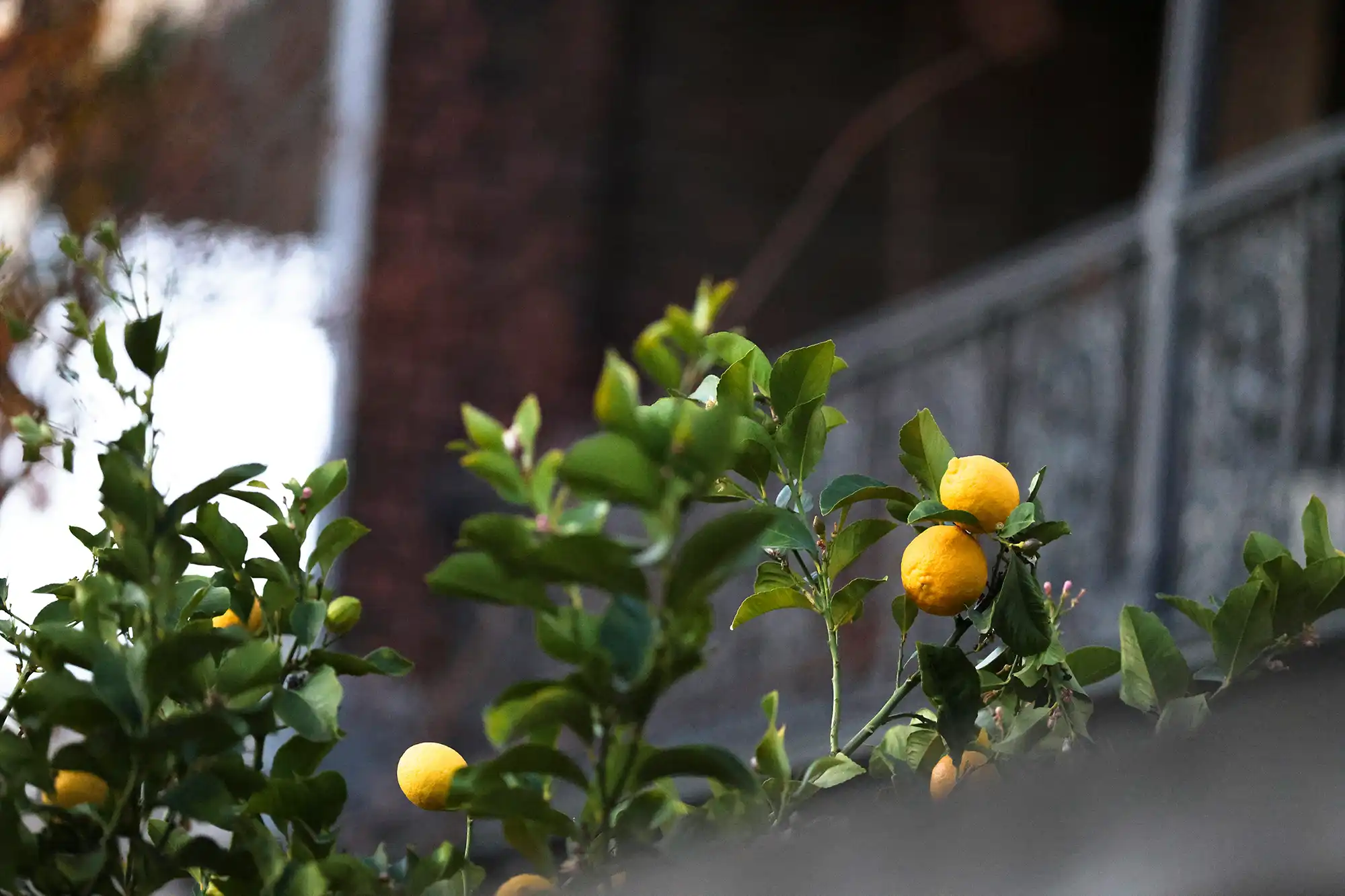 How to design a small garden