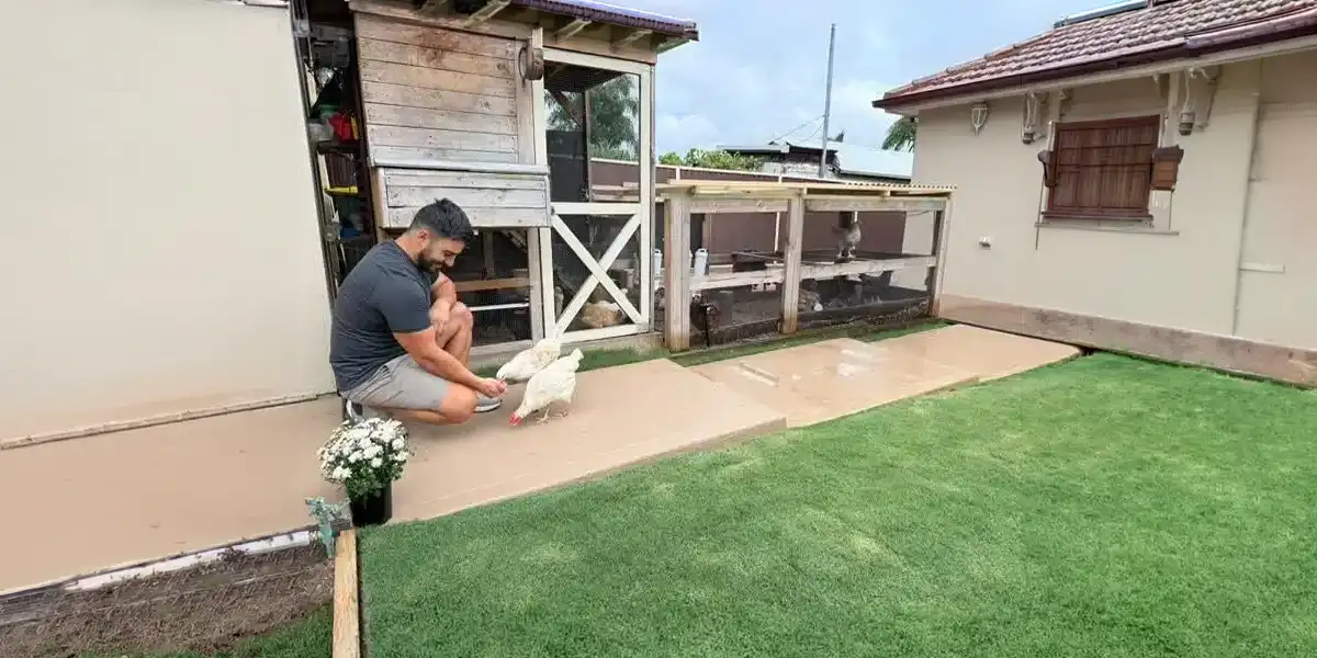 Chickens in the backyard