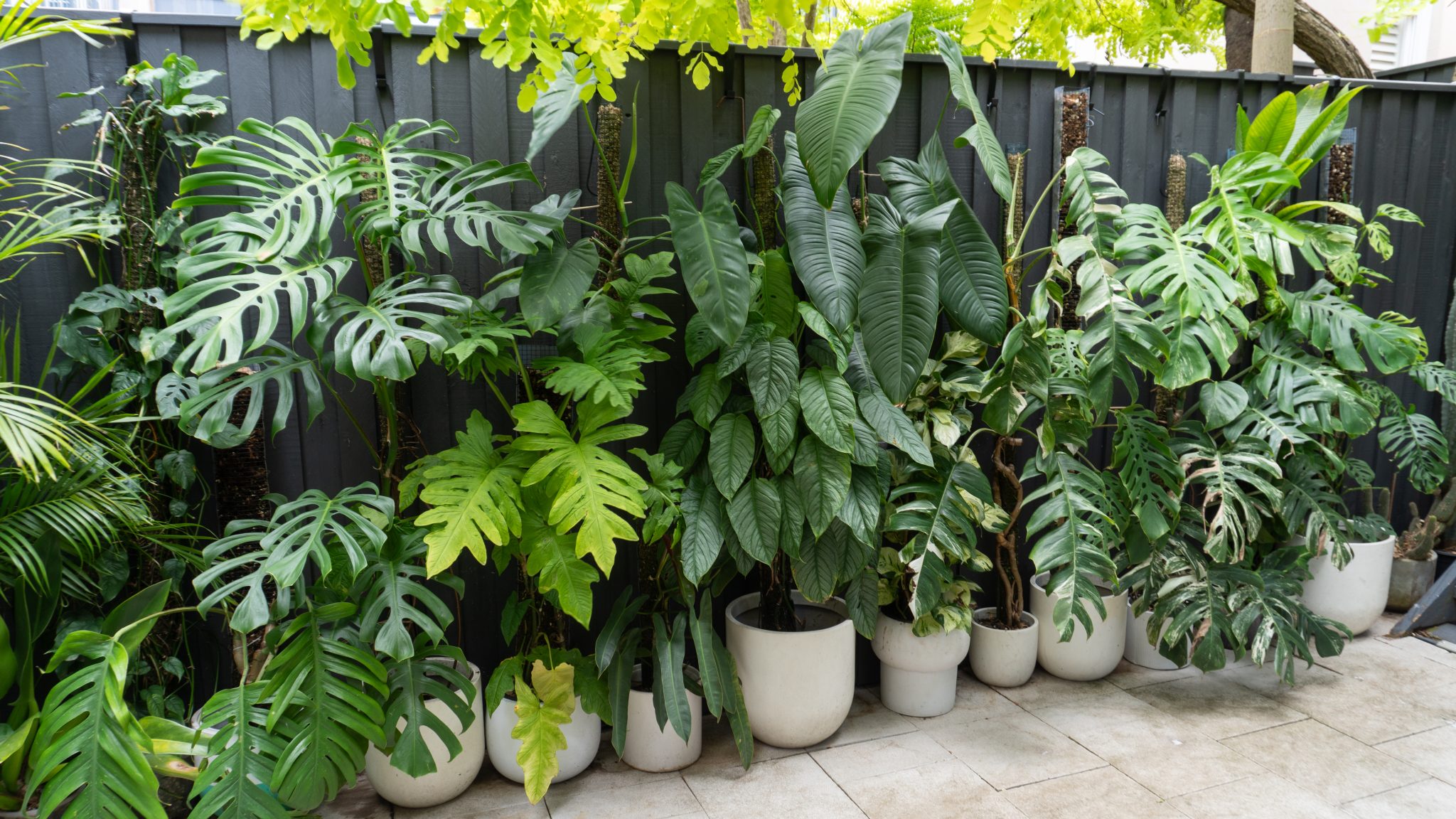 Jack portable Modular green wall_AFTER