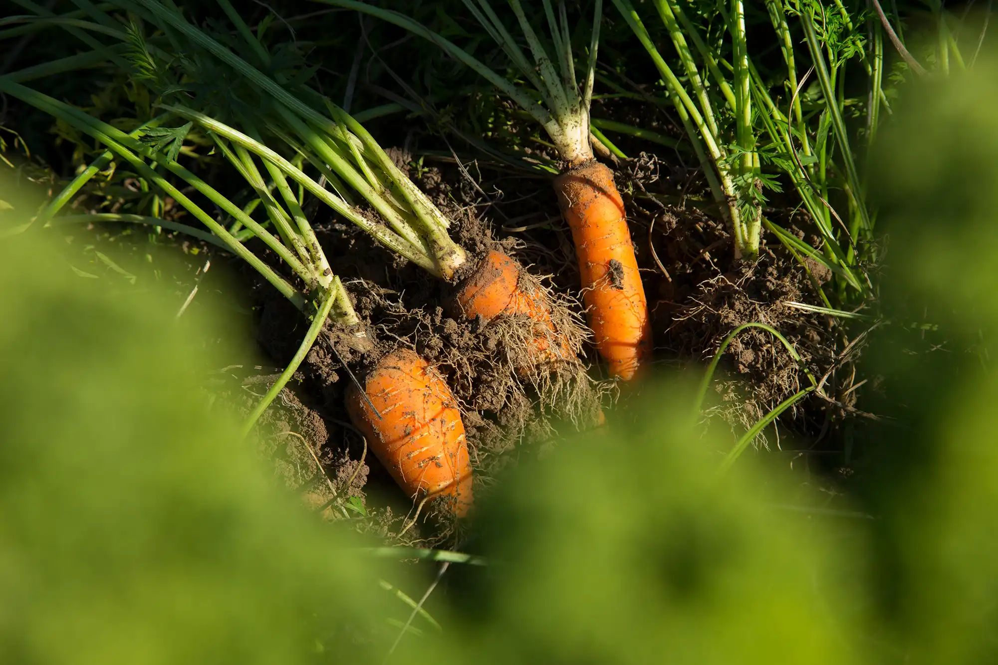 autumn gardening