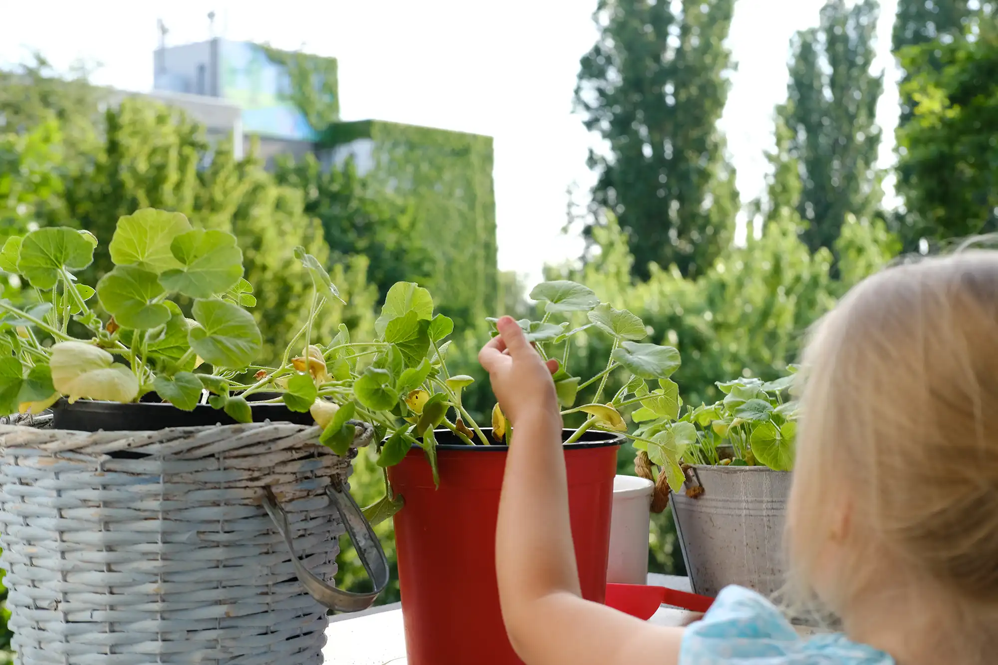 autumn gardening