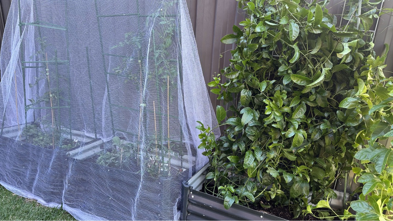 Garden netting protecting a vegetable patch