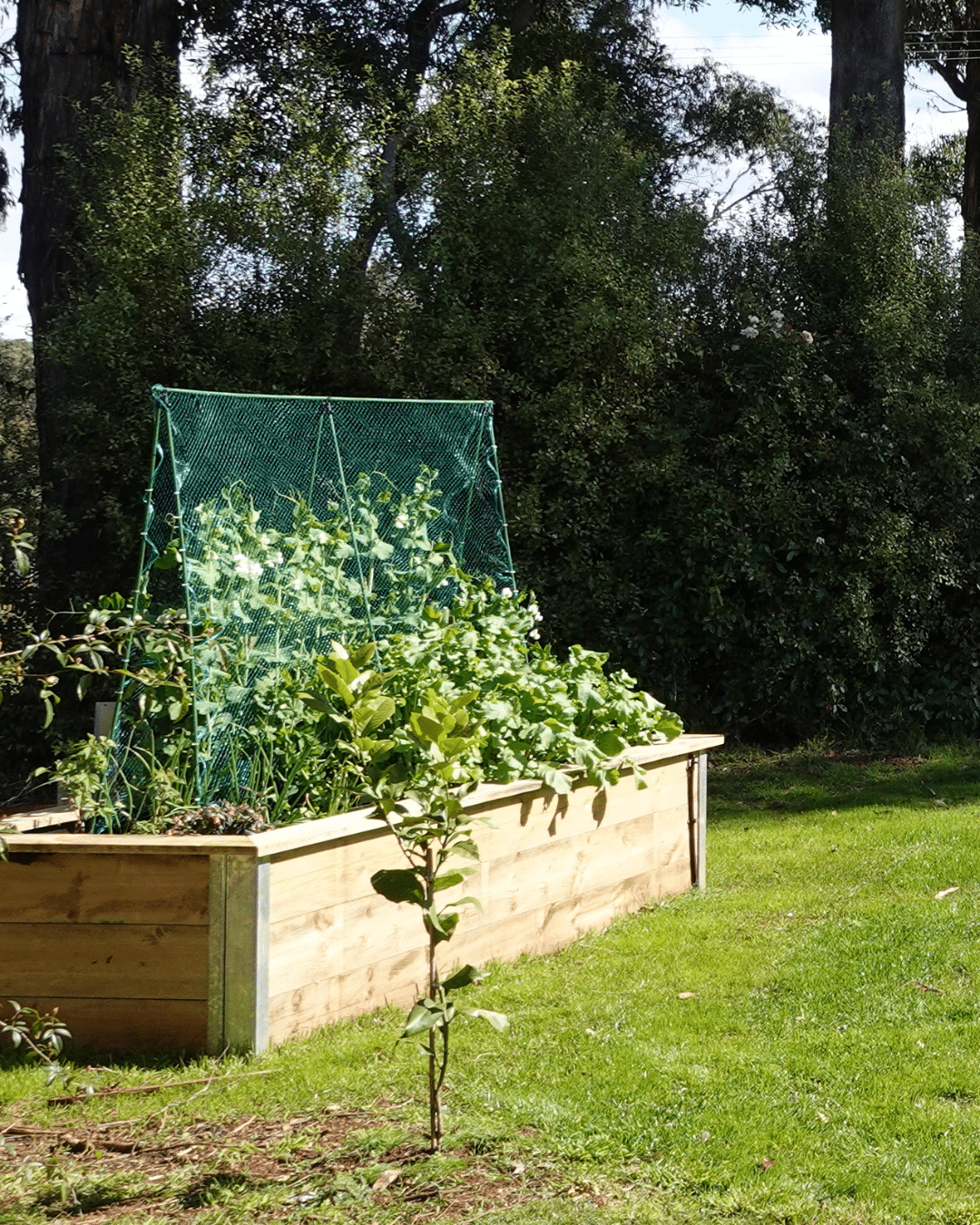 growingbroccoli&beets_mob