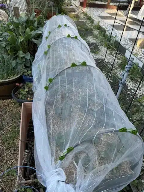 How to grow and protect your strawberries