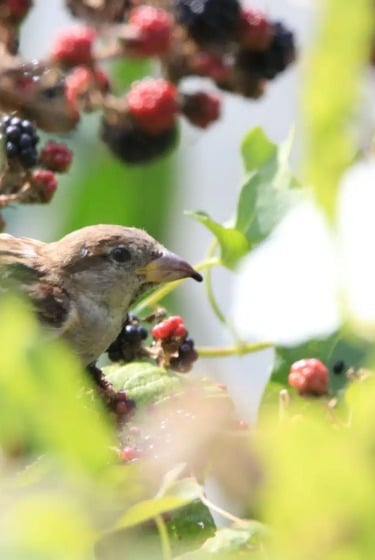 are birds eating your veggies