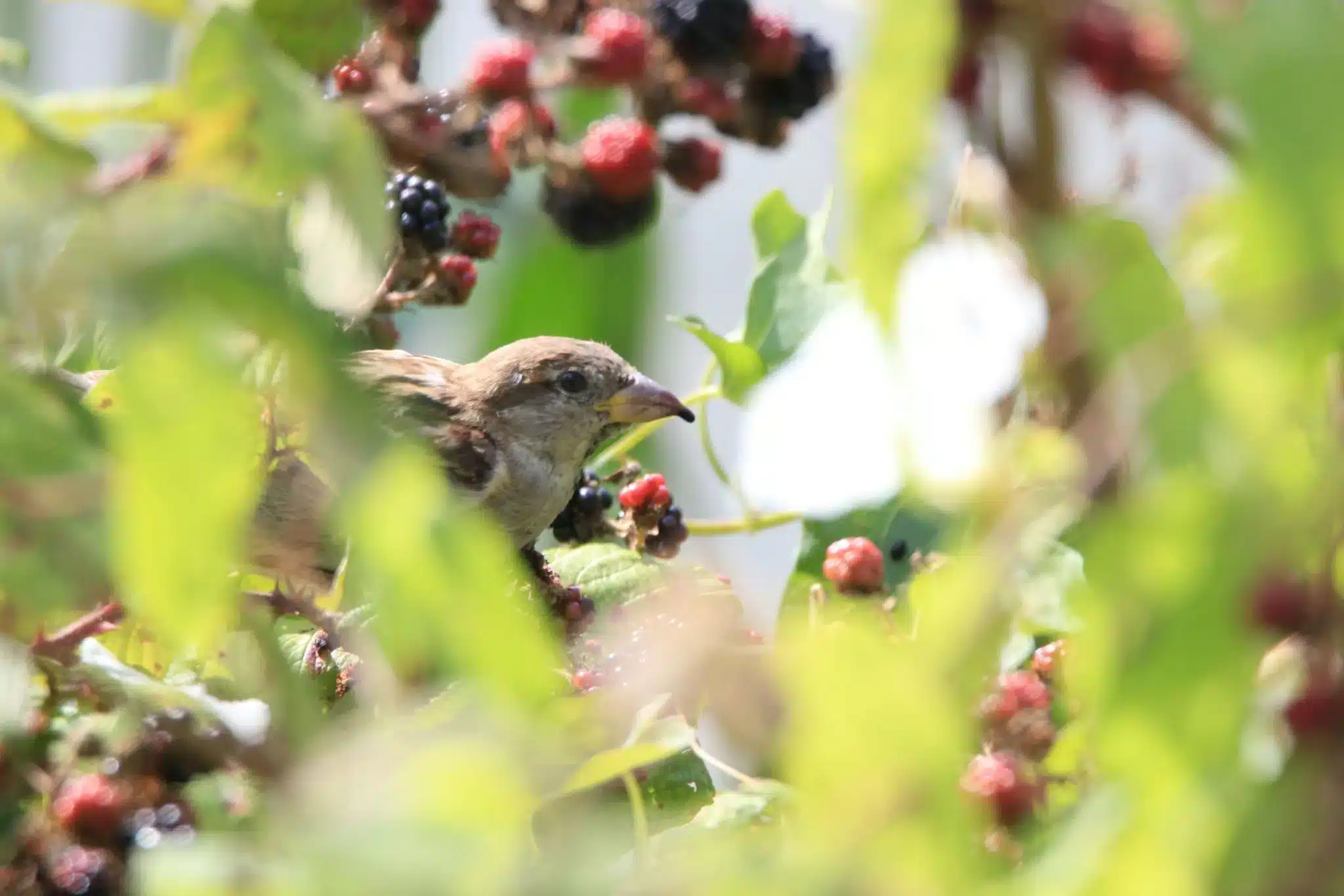 bird-raspberries-blackberries-scaled.jpg