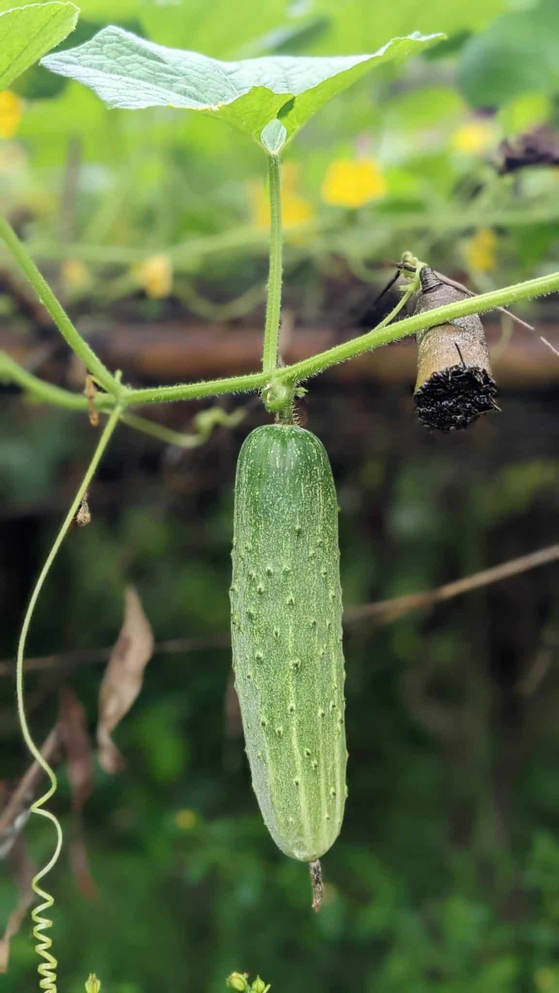 Cucumber growing vertically on a garden vine