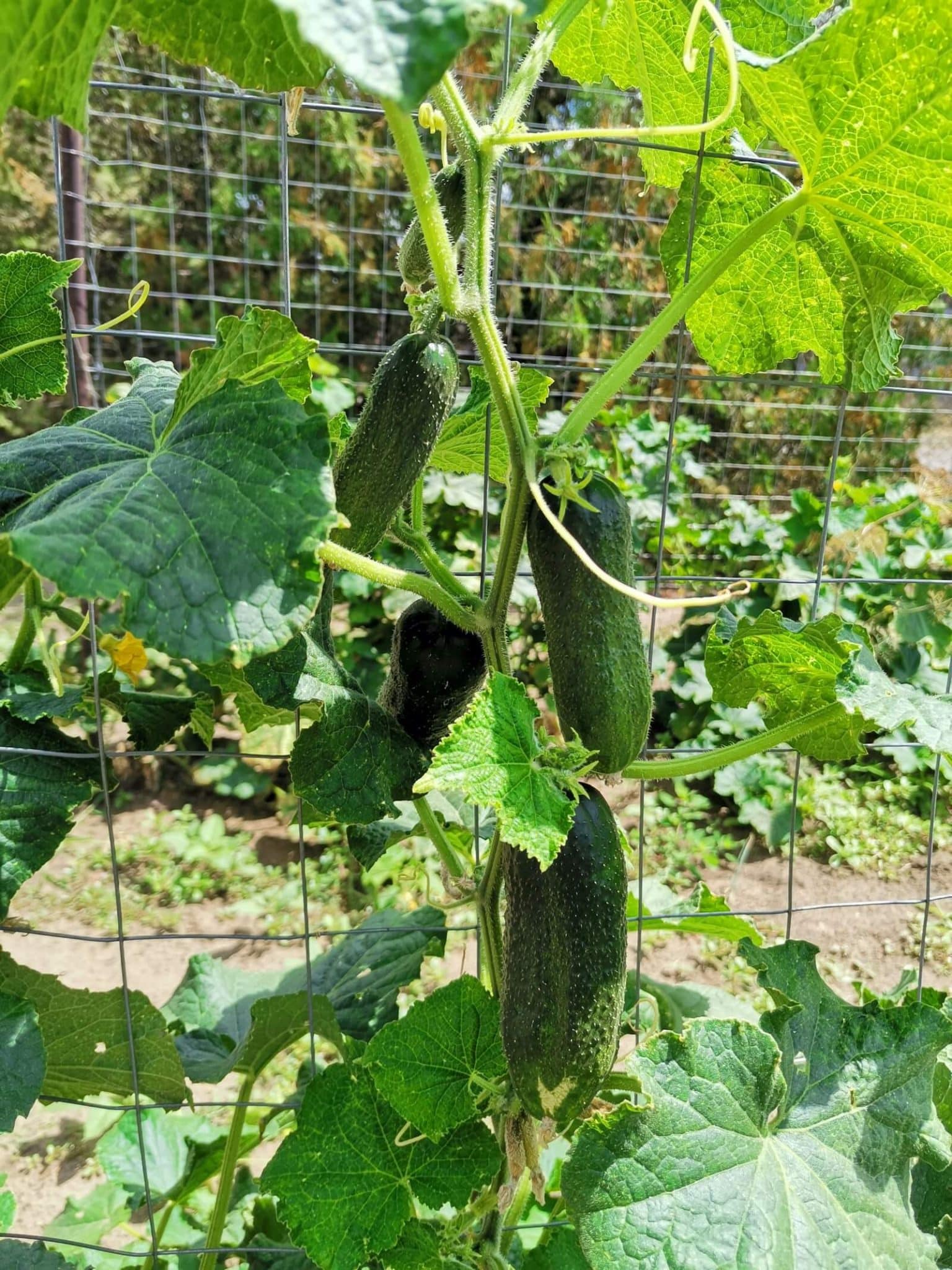 Cucumber vine growing vertically along a wire fence