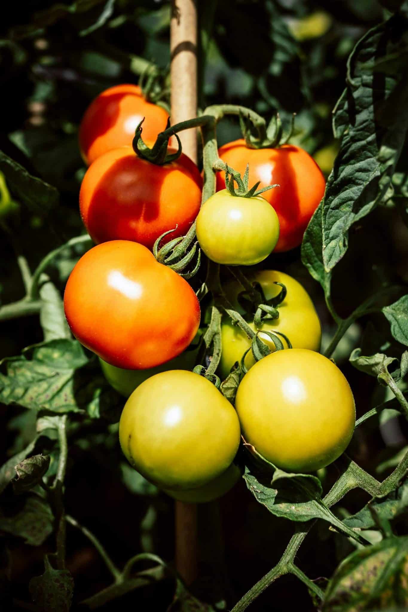 Green and ripe red tomatoes growing among leafy tomato vines