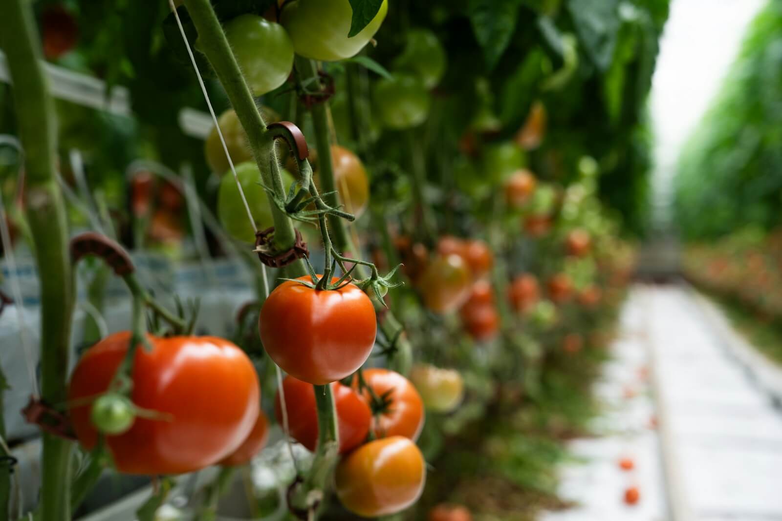 red tomatoes growing on supported vines in a greenhouse
